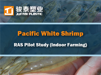 Pazifische Weiße Garnele (Litopenaeus Vannamei) RAS-Pilotstudie: Erfolgreiche...
