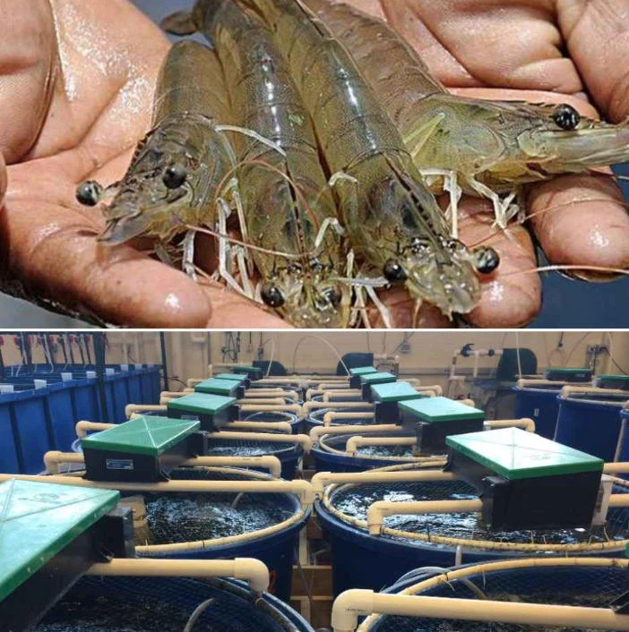 RAS for Pacific white shrimp RAS for Pacific white shrimp